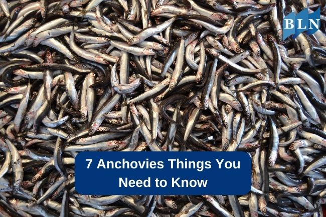 7 Anchovies Things You Need to Know